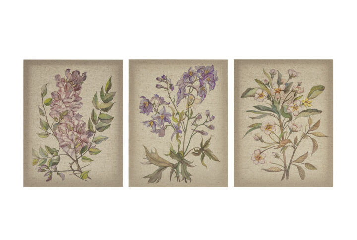 Linen Botanicals Illustration 3-piece Canvas Wall Art Set in Multi From Madison Park