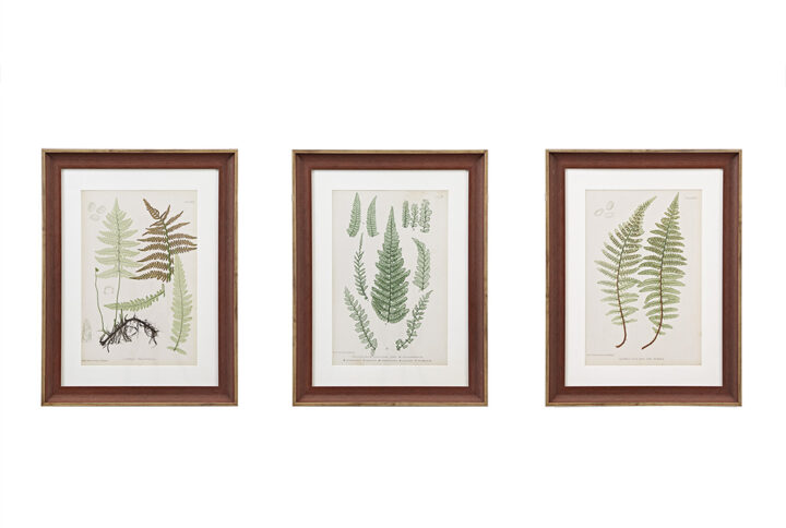 Lady Fern Collection Botanical Illustration 3-piece Framed Glass and Single Matted Wall Art Set in Green From Martha Stewart